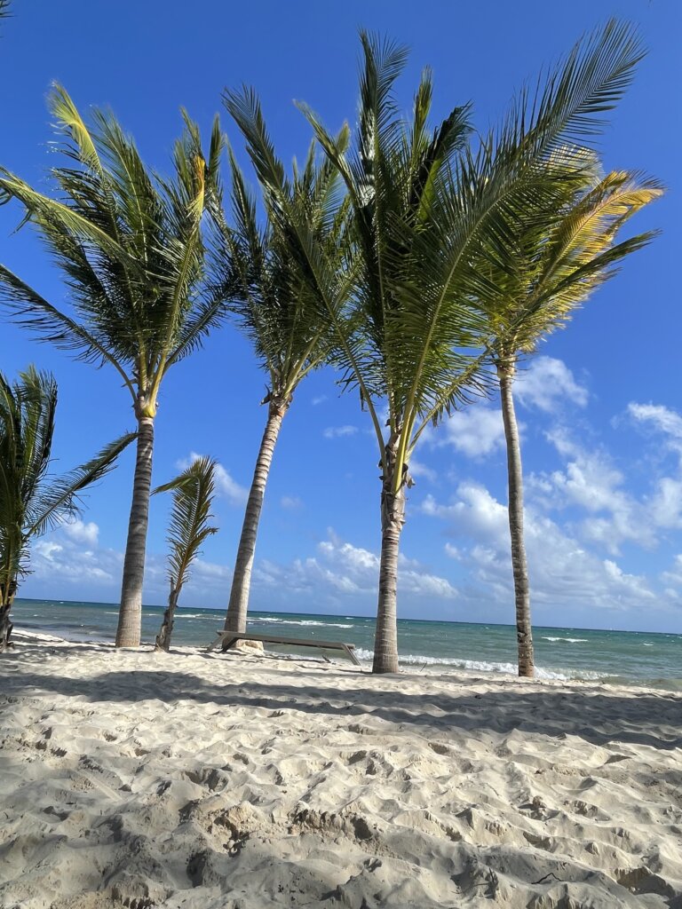 Palm trees on sandy beach