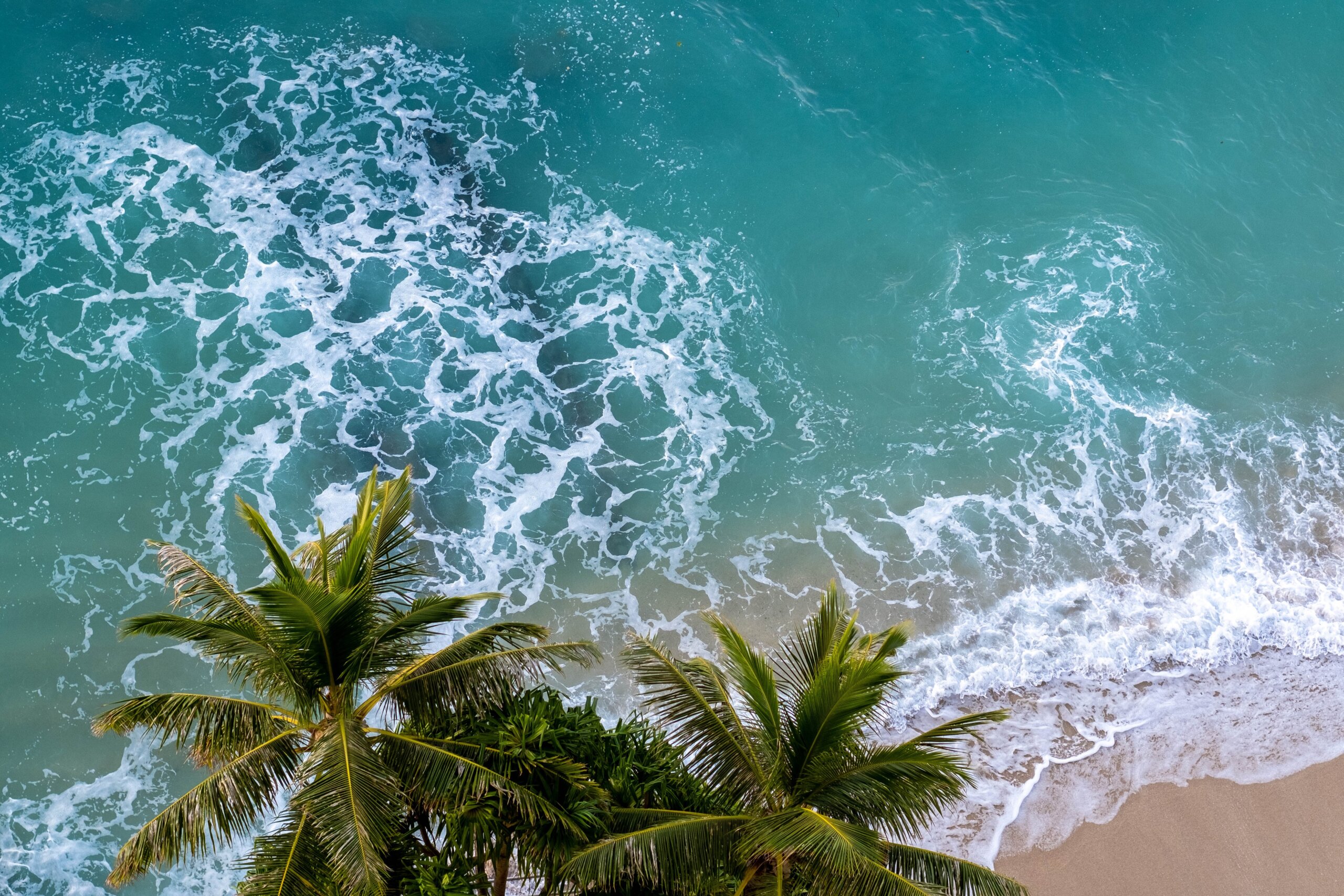 Palm trees overlooking turquoise water.