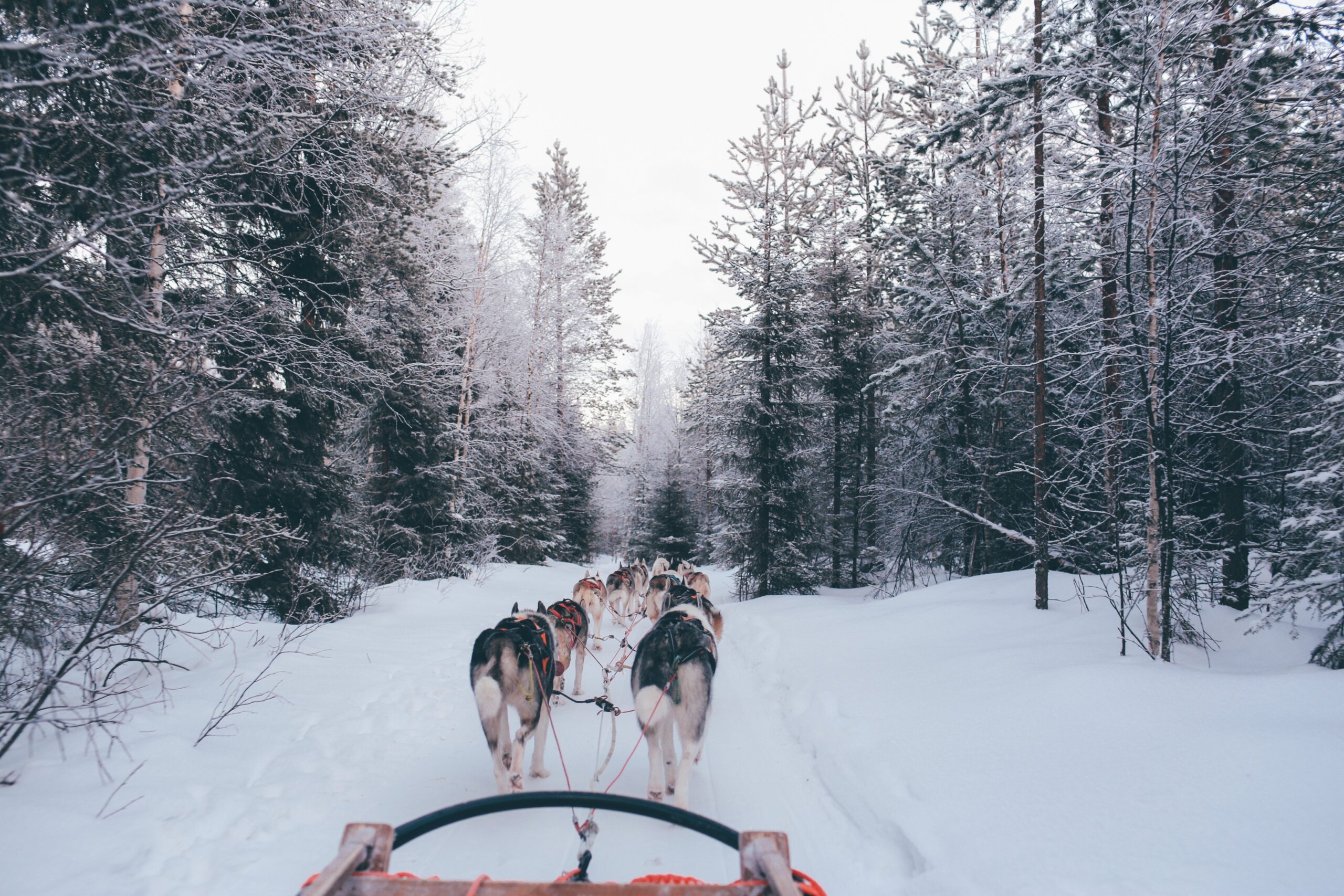 Dogs leading sled in snow