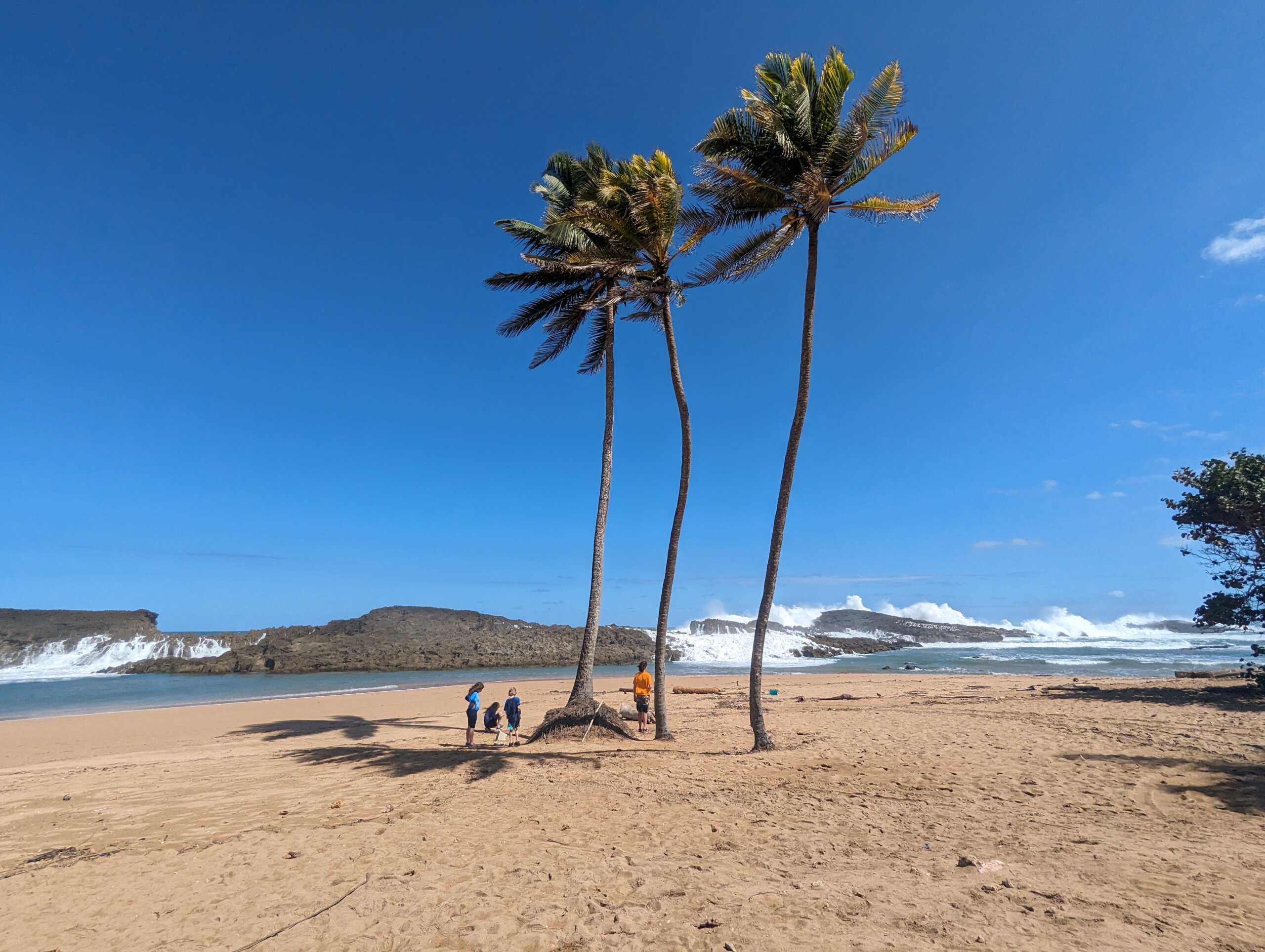 Island with palm trees