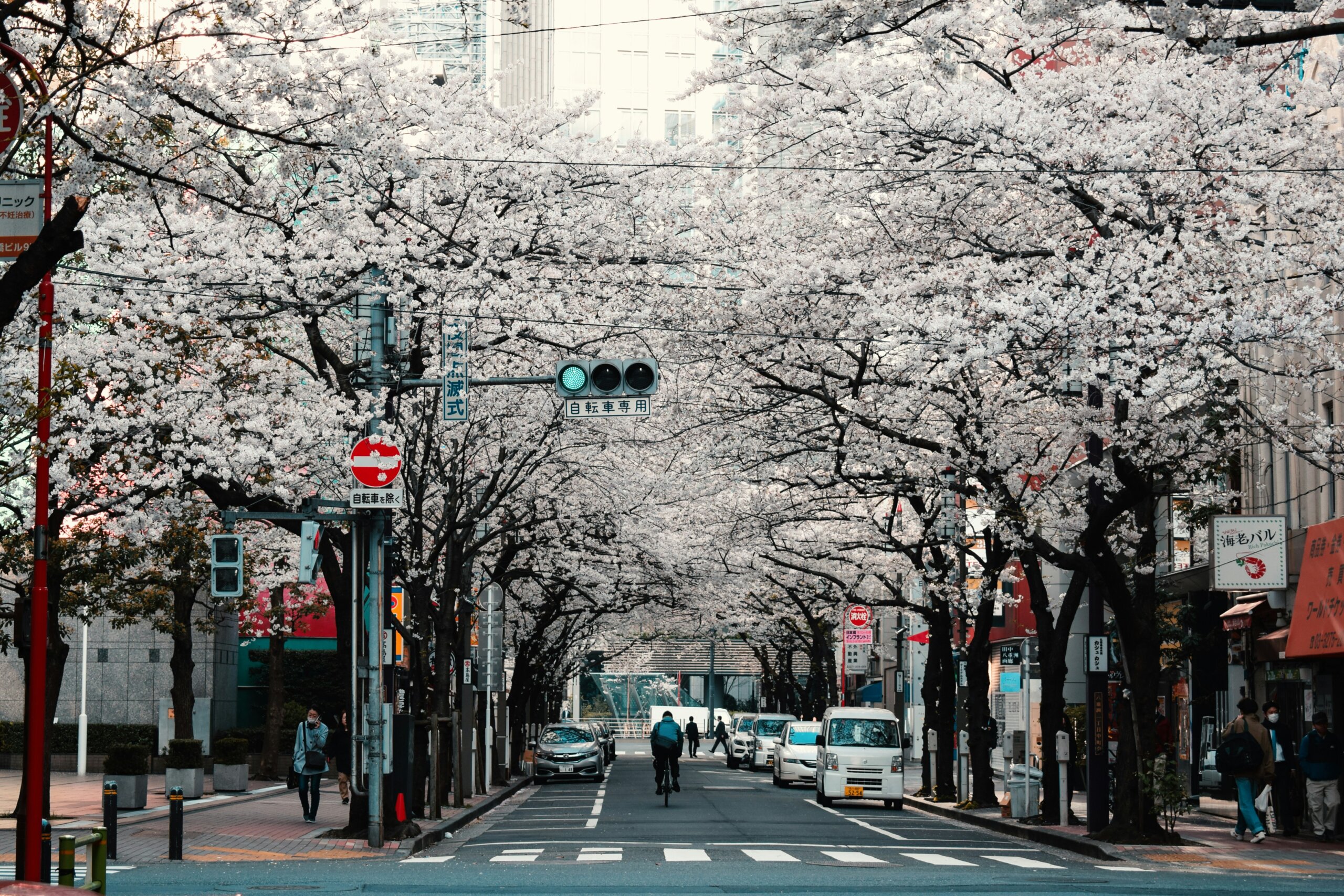 White blossoms on trees of city