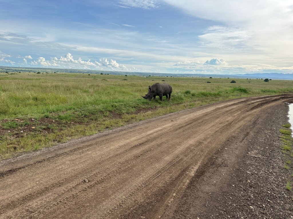 Large horned animal near dirt road