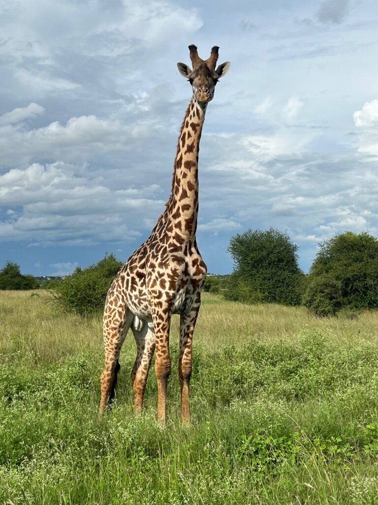 Tall animal with spots in green grass