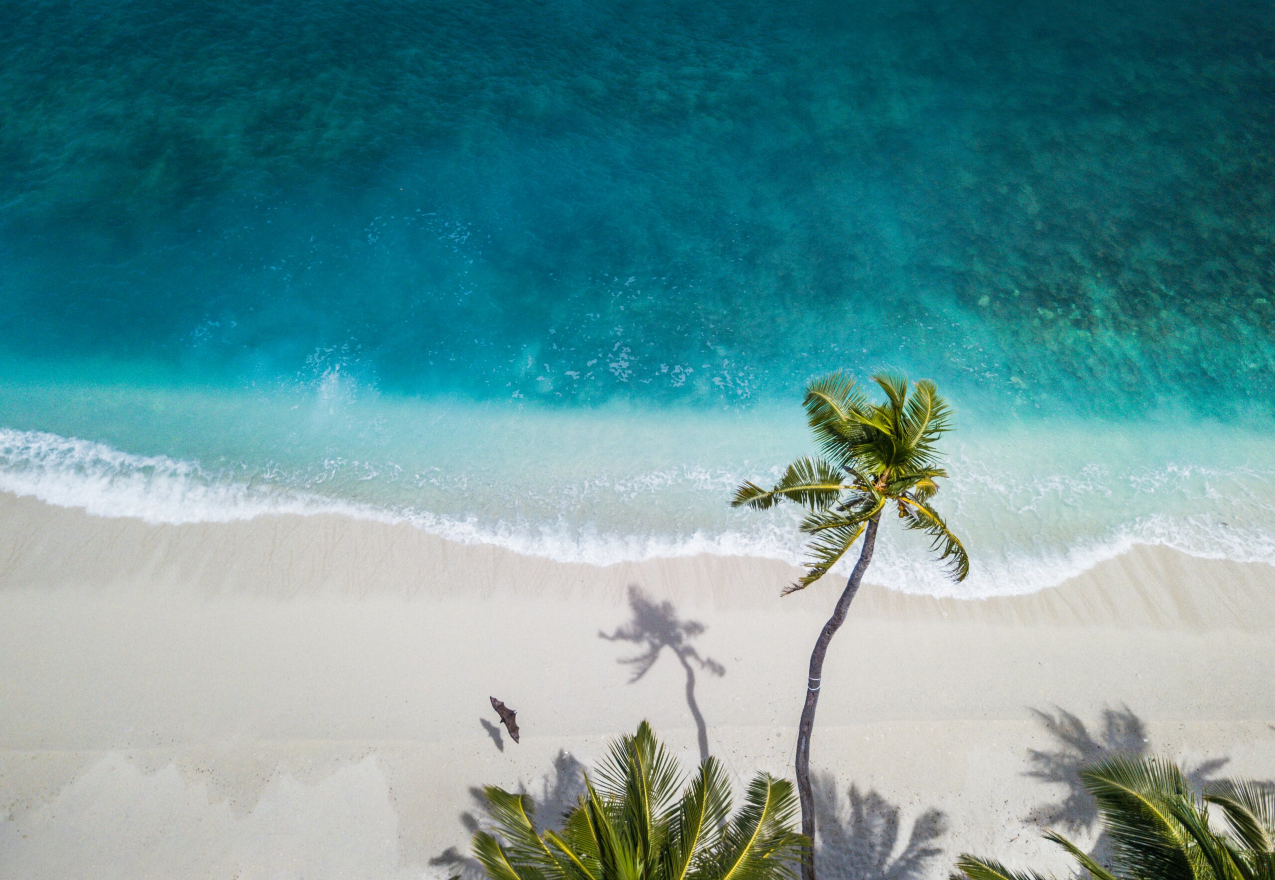 Sandy beach, palm trees, and blue water.