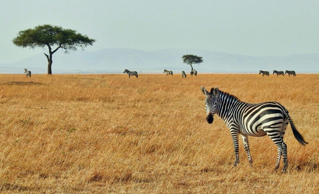 Animal with black and white strips on plains